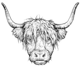 Realistic sketch of Scottish highland Cow, black and white drawing, isolated on white