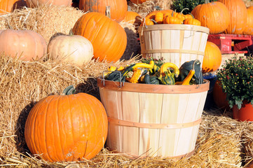 Poster - Pumpkins and squashes at market place