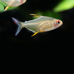 Tropical aquarium fish Lemon tetra Hyphessobrycon pulchripinnis close-up photo. Freshwater tank exotic fish translucent yellow, pearlescent lustre colors body. Black background, copy space