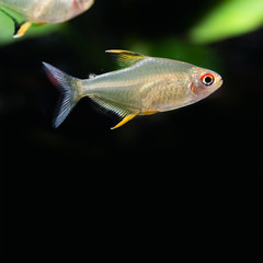 Sticker - Tropical aquarium fish Lemon tetra Hyphessobrycon pulchripinnis close-up photo. Freshwater tank exotic fish translucent yellow, pearlescent lustre colors body. Black background, copy space