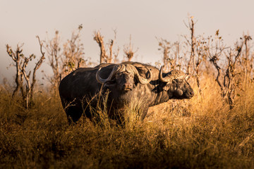Wall Mural - Wild buffalo in the african savannah at sunset. Botswana
