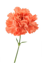 An Orange Carnation