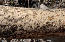 Castor Fiber Beaver European Felling Trees By Biting Gnawing Teeth Trunks Eats Tree Bark And Also Builds Dikes Where Stump Fallen Poplar Trees On Dike Pond