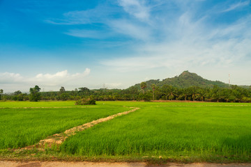 Green rice field and blue sky in the countryside.