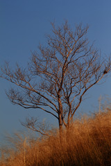 Dryness , Thailand