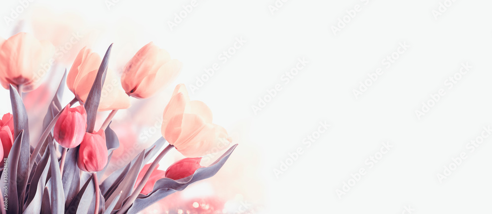 Closeup of blooming tulip flower in spring on pastel bokeh background. - obrazy, fototapety, plakaty 
