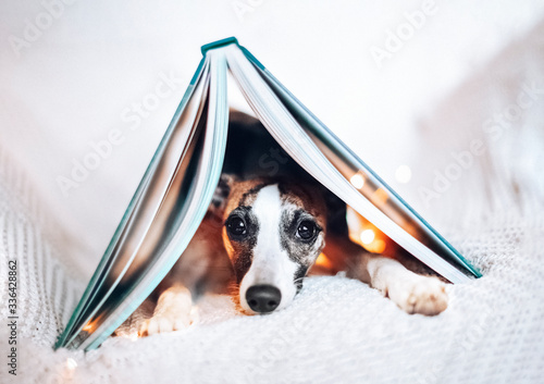 Cute little whippet puppy lying under big opened book with string lights. Beautiful background for creative design, banner, card, poster, backdrop for inspirational quote, education event invitation.