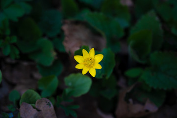 Wall Mural - A small yellow flower is growing between the green grass or leafs