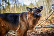Deutscher Schäferhund bellt im Wald