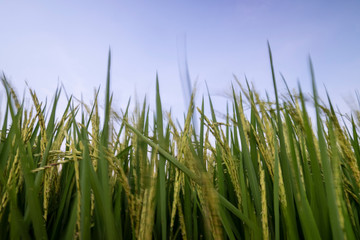 Poster - Rice field in nature background of Thailand 