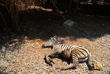 High Angle View Of Zebra Lying Down On Ground
