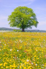 Poster - single linden tree in meadow at spring