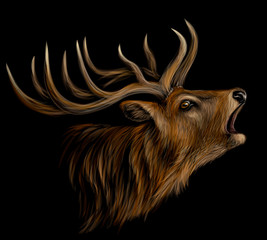 Wall Mural - deer. realistic, artistic, color portrait of a roaring deer on a black background.