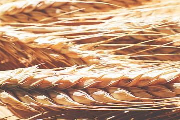  rye  spike closeup.  rye spike background.  rye  ears macro