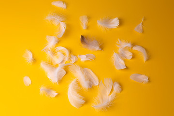 lots of white feathers on a yellow background