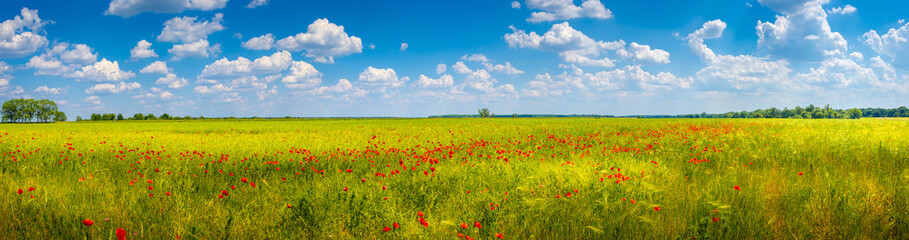 Panoramic view over beautiful green and yellow farm landscape and meadow field with red poppy flowers, Germany