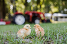 Two Baby Free Range Chicks Outside On A Farm With A Tractor And Barn In Background With Room For Text