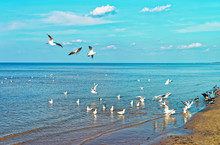 Flock Of Seagulls At Baltic Sea In Jurmala Resort