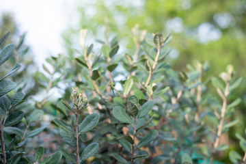 Wall Mural - Closeup of feijoa tree shrub. Acca sellowiana or pineapple guava background