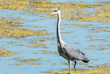 Canvas Print - Grey heron