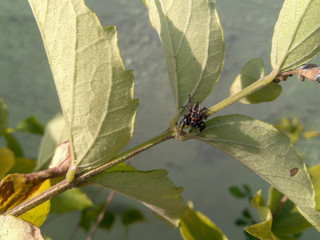 butterfly on a leaf