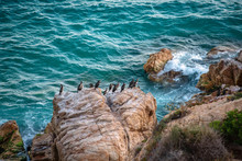 A Colony Of Gray Birds With Yellow Beaks Sits On Rocks Washed By The Waves Of The Turquoise Sea