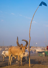 Long Horns Cows In A Mundari Tribe Camp Gathering Around A Campfire To Repel Mosquitoes And Flies, Central Equatoria, Terekeka, South Sudan