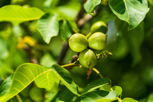 Green Walnut On A Tree Branch. Background Of Green Leaves And Walnuts. Sunny Spring Day. Raw Walnut. Walnuts In A Green Shell. Walnut Tree Grow Waiting To Be Harvested.
