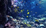 Fototapeta Do akwarium - Rafa koralowa 