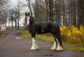 Sticker - Black stallion in the autumn park