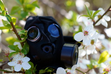 Wall Mural - An old gas mask on a cherry blossom branch. Environmental protection.