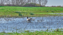 Lonely Wild Goose On Water On Field In Netherland 
