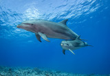 dolphin in blue water