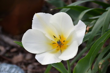 Canvas Print - Flower Petals