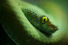 Close Up Of Green Snake 