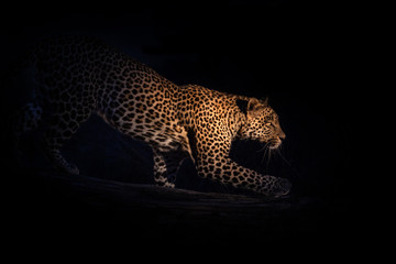 portrait of hunting leopard on a tree at night