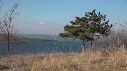 Wall Mural - The shore of the Tiligul estuary, pine on the background of the reservoir. Ukraine