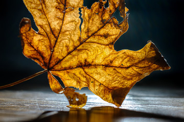 Dead maple leaf