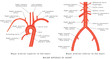 The major arteries. Abdominal Vascular Anatomy. Abdominal Vasculature. Structure of the Aorta. The Aorta and its branches. Major arteries superior to the heart. Major arteries inferior to the heart