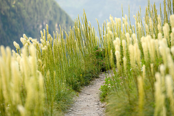 Poster - Bear Grass Lines the Trail