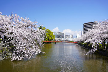 Sticker - 小田原城址公園 