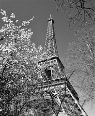 eiffel tower in paris