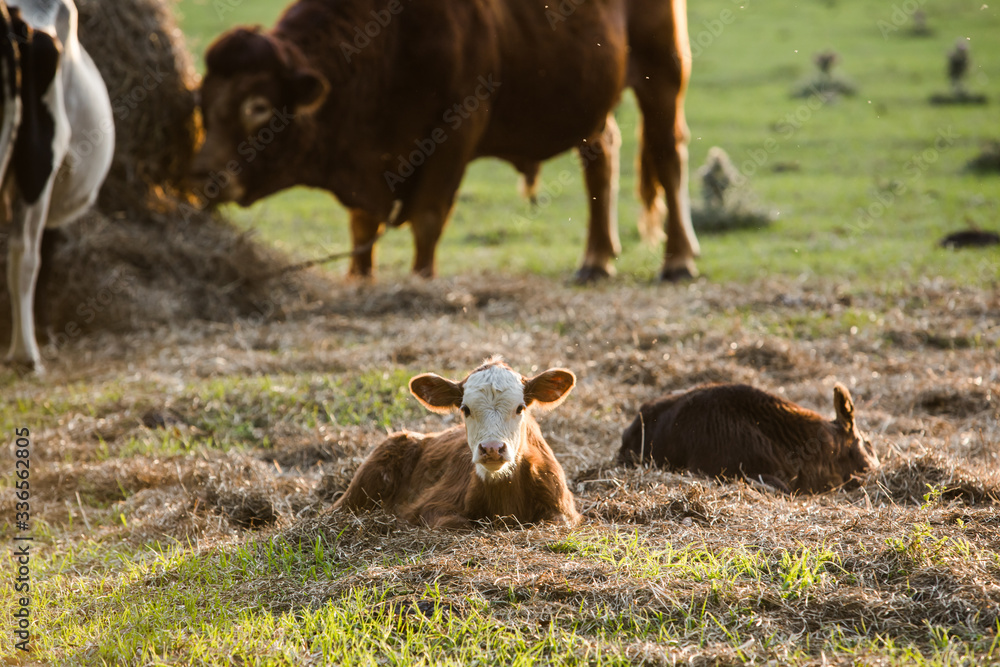Brown and White Baby calf Looking at Camera Laying in a Pasture with ...