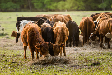 Group of Three Cows Eating Hay in a Pasture with More Cows in Background