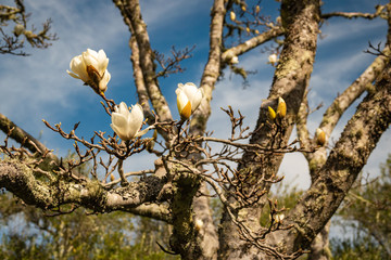 White magnolias in spring with blue sky background.