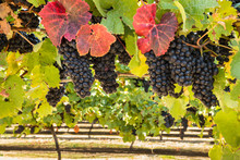 Pinot Noir Vineyard With Bunches Of Ripe Grapes At Harvest Time 