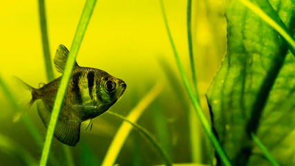 Black skirt tetra fish in planted tank setting