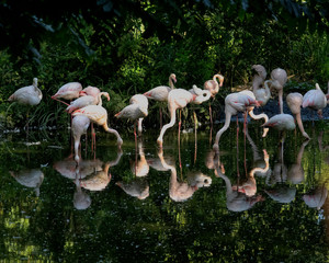 Wall Mural - A group of flamingos looking for food