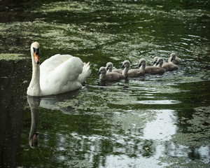 Wall Mural - a mother swan leads her cute offspring over and they follow her in a row