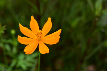 Wall Mural - orange flower in the garden